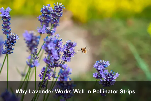 Why Lavender Works Well in Pollinator Strips