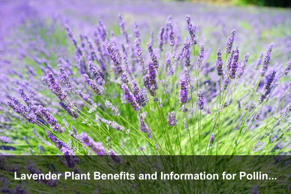 Lavender Plant Benefits and Information for Pollinator Strips, Useful Harvests, and Community Gardens