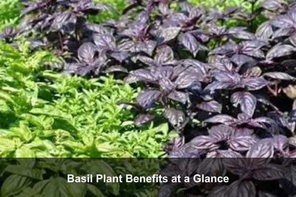 Basil Plant Benefits at a Glance
