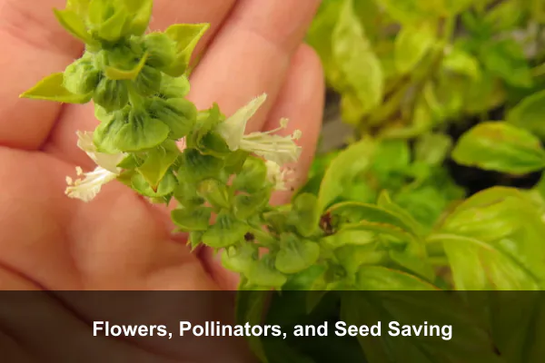 Flowers, Pollinators, and Seed Saving