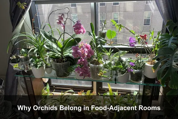 Why Orchids Belong in Food-Adjacent Rooms