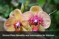 Orchid Plant Benefits and Information for Kitchen Windows and Dining Spaces