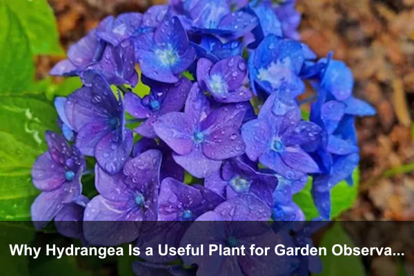 Why Hydrangea Is a Useful Plant for Garden Observation