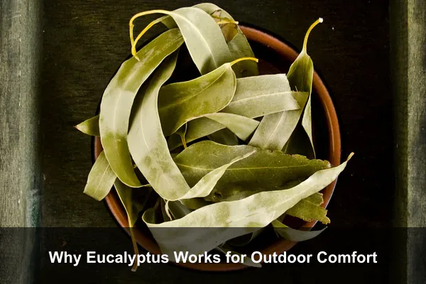 Why Eucalyptus Works for Outdoor Comfort