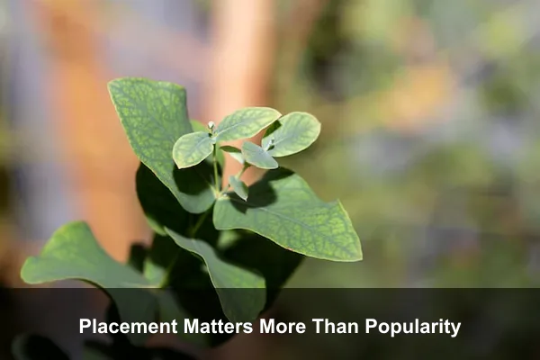 Placement Matters More Than Popularity