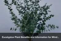 Eucalyptus Plant Benefits and Information for Windbreaks, Shade, and Outdoor Comfort Eucalyptus Plant Benefits and Information for Windbreaks, Shade, and Outdoor Comfort