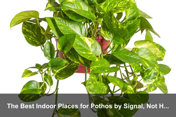 The Best Indoor Places for Pothos by Signal, Not Habit