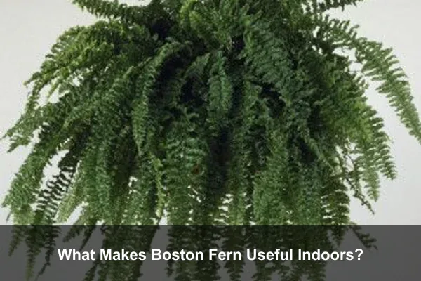 What Makes Boston Fern Useful Indoors?