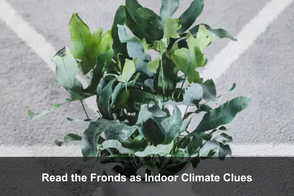 Read the Fronds as Indoor Climate Clues