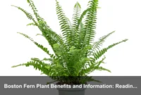Boston Fern Plant Benefits and Information: Reading Fronds as Indoor Climate Clues