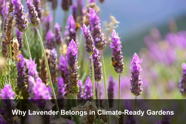 Why Lavender Belongs in Climate-Ready Gardens
