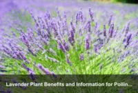 Lavender Plant Benefits and Information for Pollinator Habitat and Climate-Ready Garden Design Lavender Plant Benefits and Information for Pollinator Habitat and Climate-Ready Garden Design