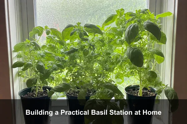 Building a Practical Basil Station at Home