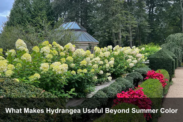 What Makes Hydrangea Useful Beyond Summer Color