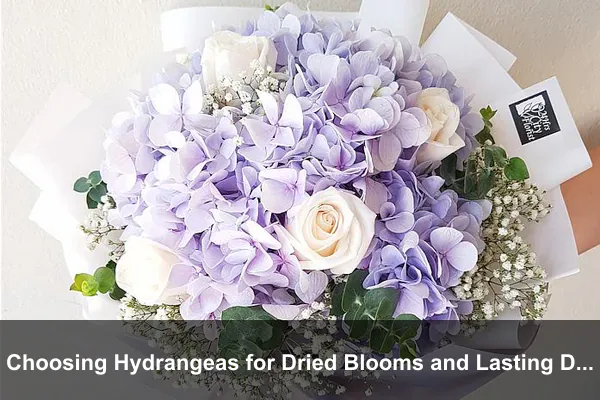 Choosing Hydrangeas for Dried Blooms and Lasting Displays