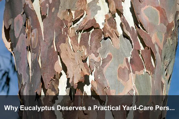 Why Eucalyptus Deserves a Practical Yard-Care Perspective