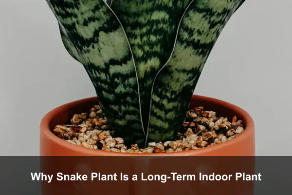 Why Snake Plant Is a Long-Term Indoor Plant