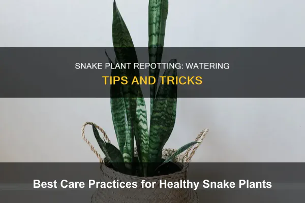 Best Care Practices for Healthy Snake Plants