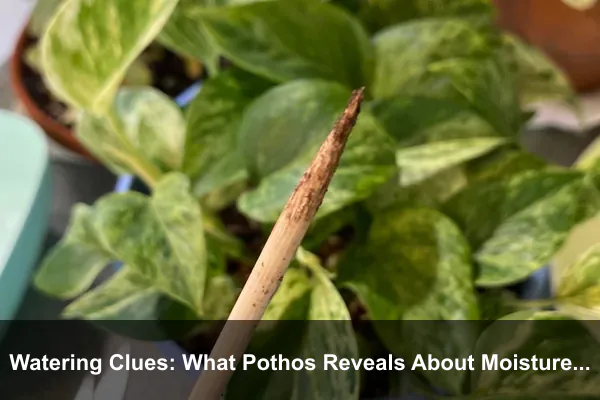 Watering Clues: What Pothos Reveals About Moisture and Airflow