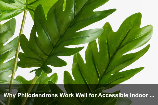 Why Philodendrons Work Well for Accessible Indoor Greenery