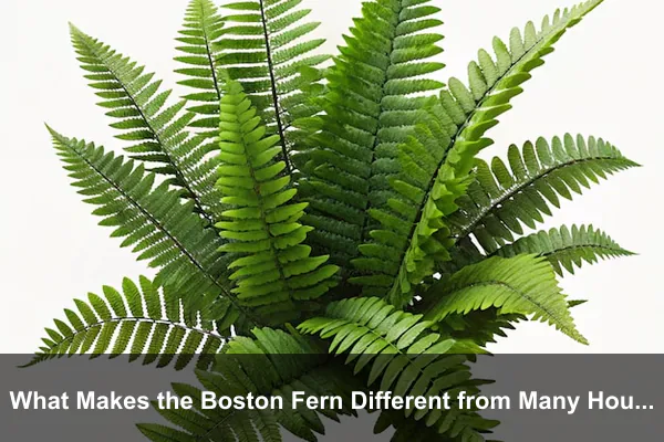 What Makes the Boston Fern Different from Many Houseplants?
