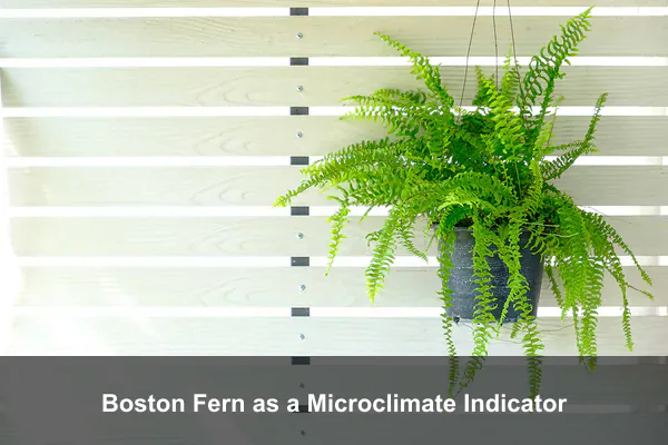 Boston Fern as a Microclimate Indicator