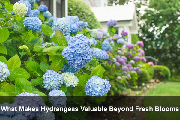 What Makes Hydrangeas Valuable Beyond Fresh Blooms