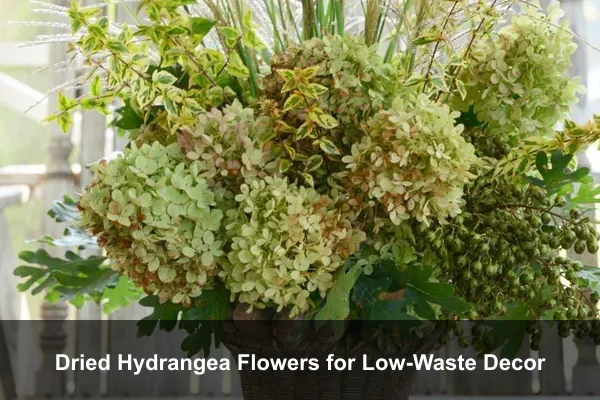 Dried Hydrangea Flowers for Low-Waste Decor