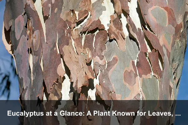 Eucalyptus at a Glance: A Plant Known for Leaves, Bark, and Structure