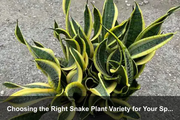 Choosing the Right Snake Plant Variety for Your Space