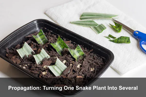 Propagation: Turning One Snake Plant Into Several