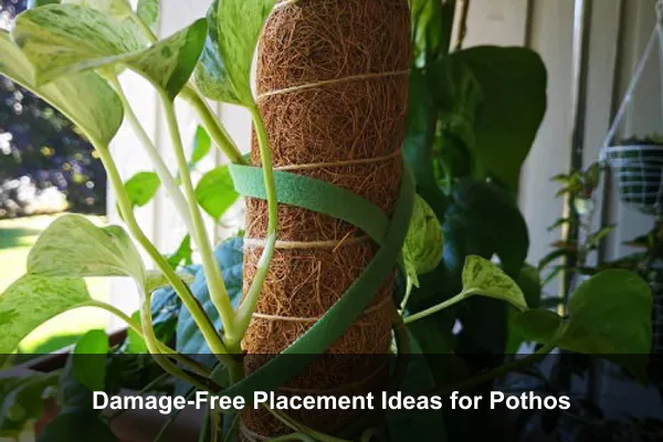 Damage-Free Placement Ideas for Pothos
