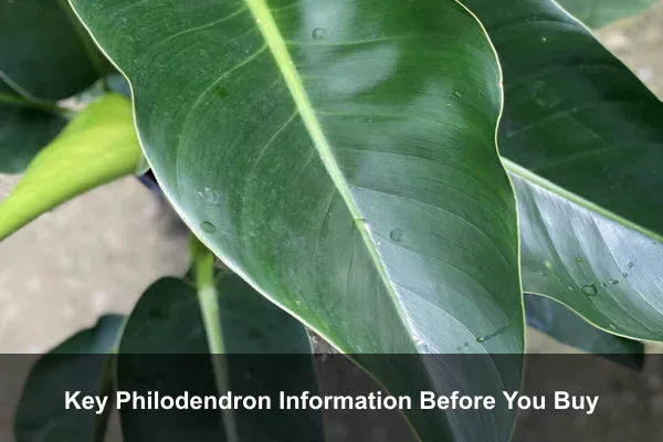 Key Philodendron Information Before You Buy