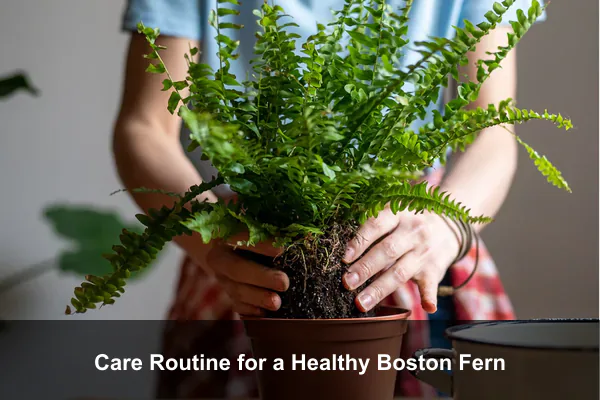 Care Routine for a Healthy Boston Fern