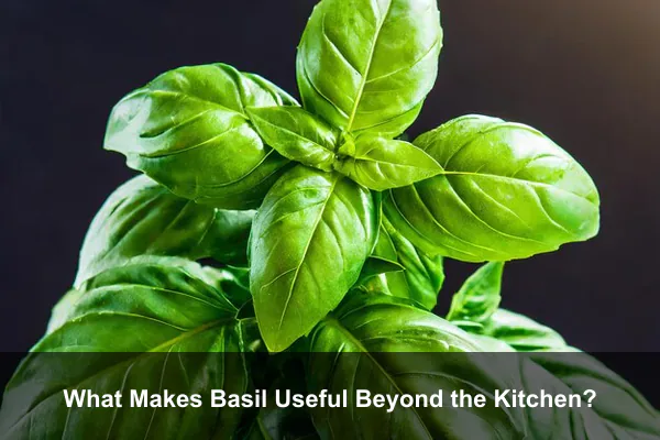What Makes Basil Useful Beyond the Kitchen?