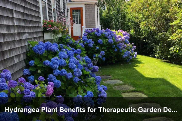 Hydrangea Plant Benefits for Therapeutic Garden Design