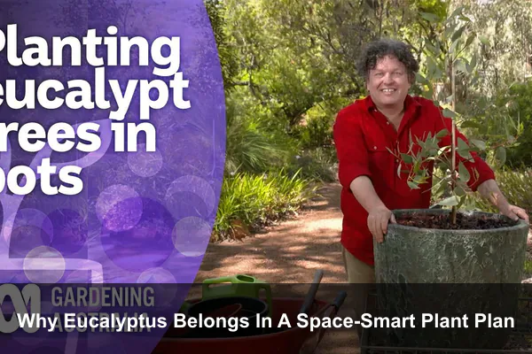 Why Eucalyptus Belongs In A Space-Smart Plant Plan