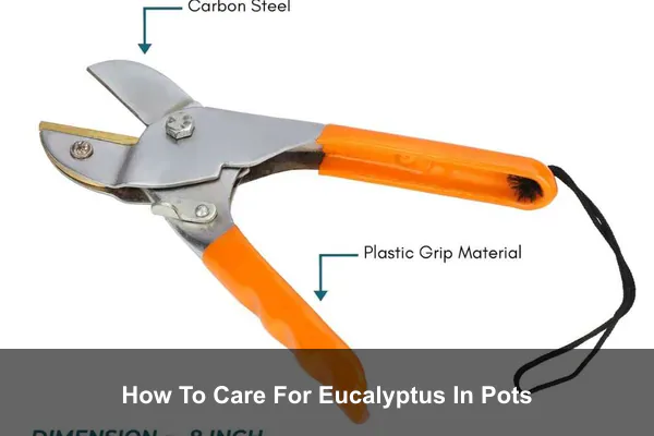 How To Care For Eucalyptus In Pots