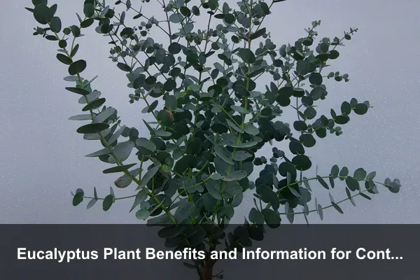 Eucalyptus Plant Benefits and Information for Containers, Pruning, and Small-Yard Control