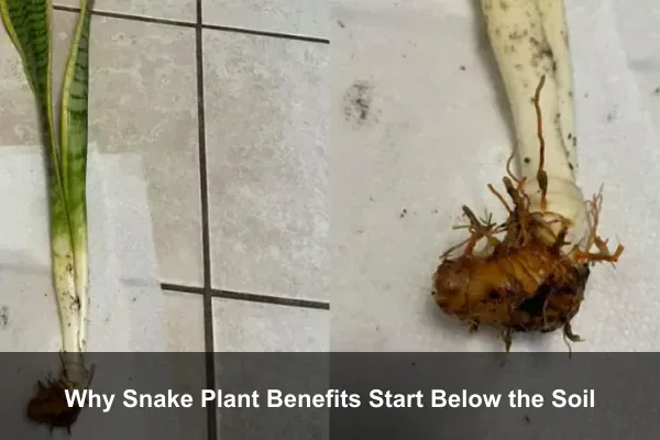 Why Snake Plant Benefits Start Below the Soil