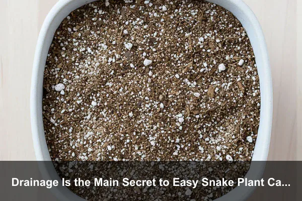 Drainage Is the Main Secret to Easy Snake Plant Care