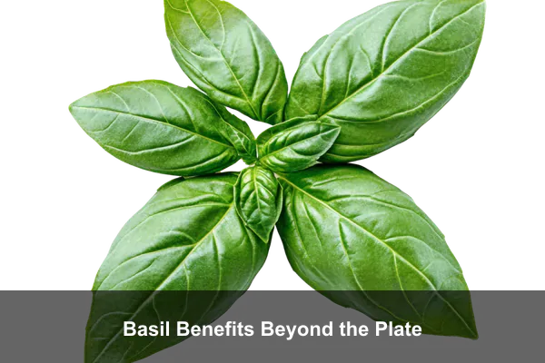 Basil Benefits Beyond the Plate
