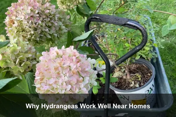 Why Hydrangeas Work Well Near Homes