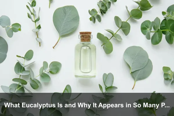 What Eucalyptus Is and Why It Appears in So Many Products