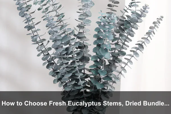 How to Choose Fresh Eucalyptus Stems, Dried Bundles, and Potted Plants