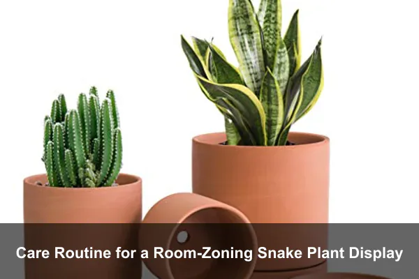 Care Routine for a Room-Zoning Snake Plant Display