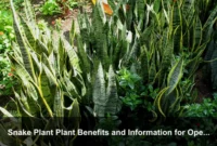 Snake Plant Plant Benefits and Information for Open-Plan Homes and Room Zoning