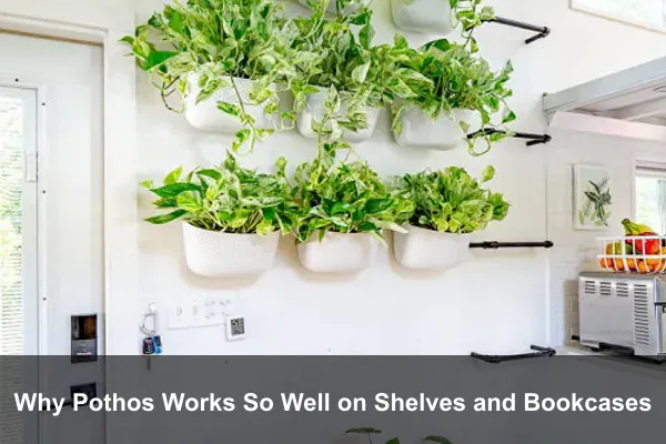 Why Pothos Works So Well on Shelves and Bookcases