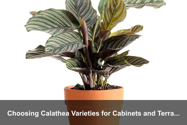 Choosing Calathea Varieties for Cabinets and Terrariums