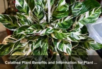 Calathea Plant Benefits and Information for Plant Cabinets and Controlled Humidity Displays